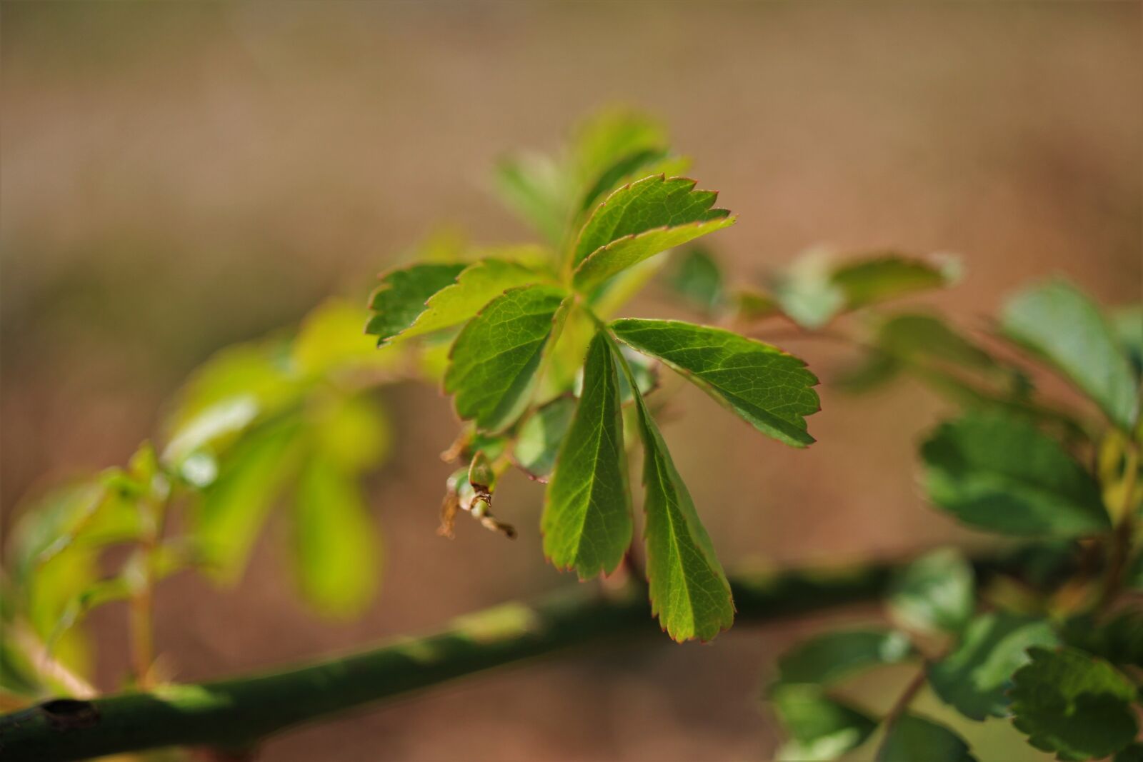 Canon EOS 7D sample photo. Spring, branch, tree photography