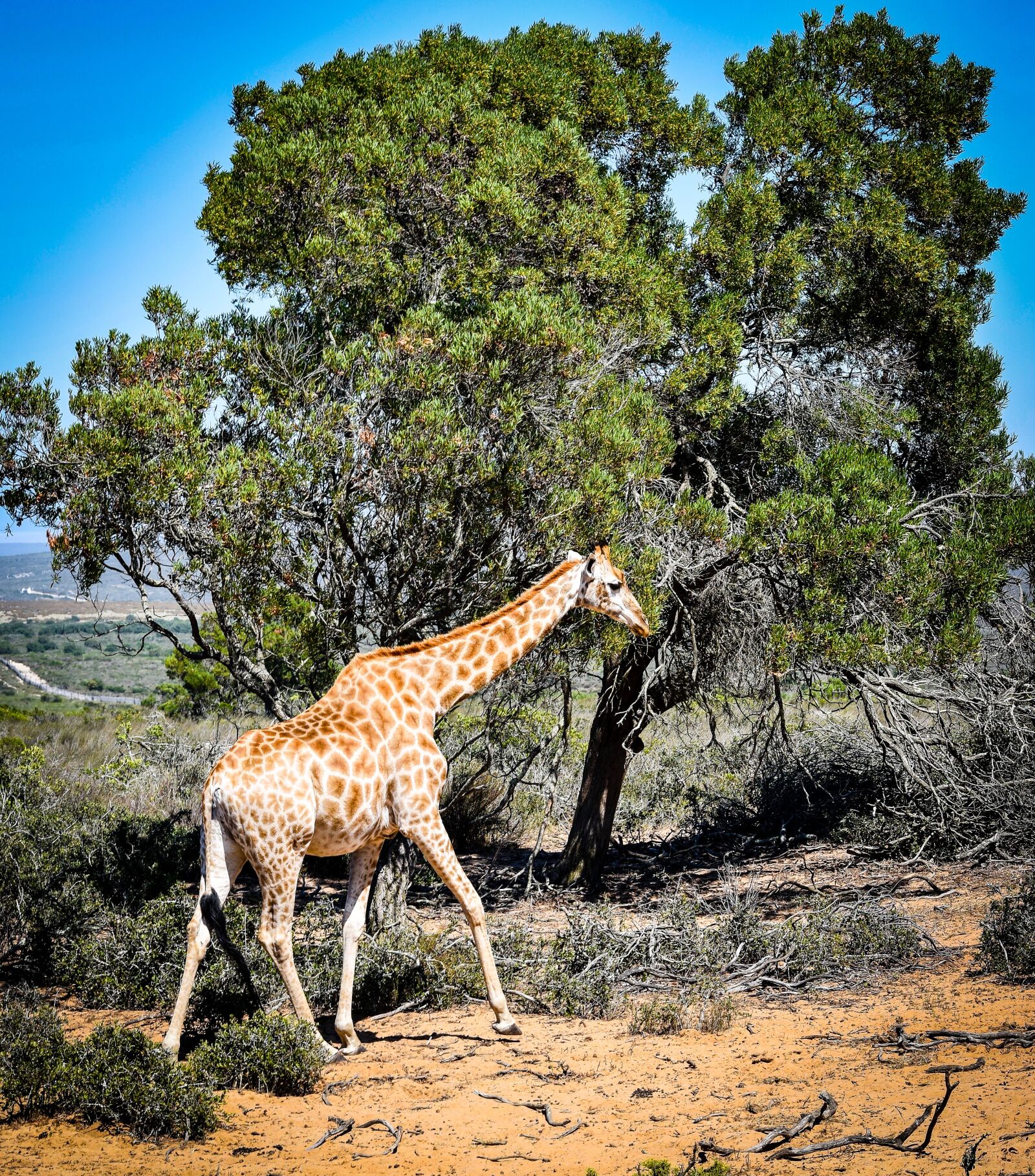 Nikon D5500 sample photo. Nature, wildlife, giraffe photography