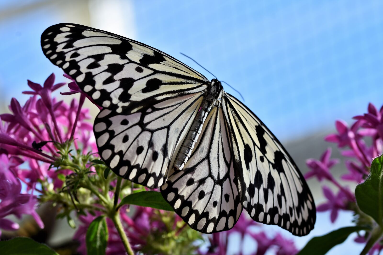 Nikon D7200 sample photo. Butterfly, tropical butterfly, exotic photography