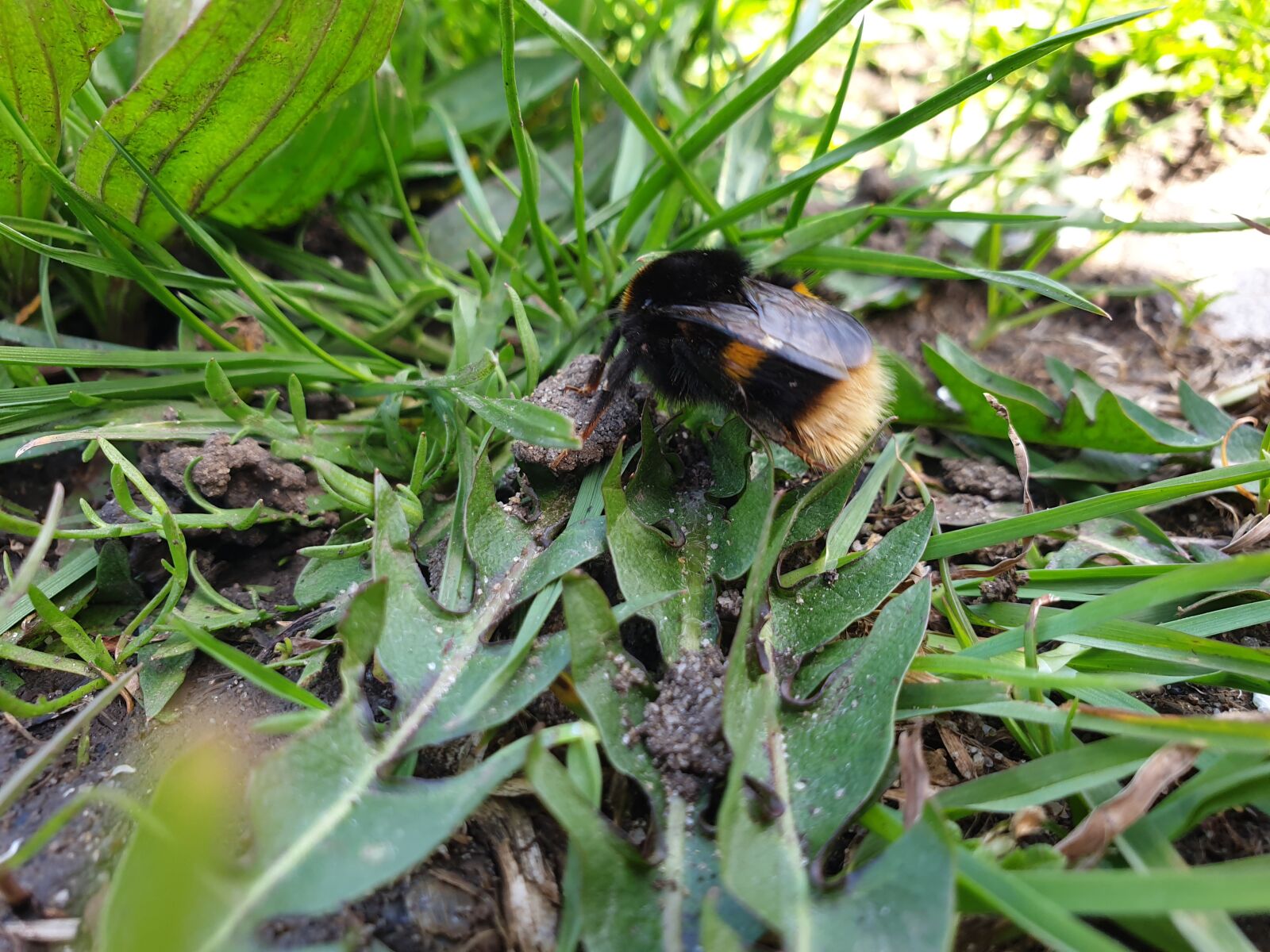 Samsung Galaxy S9 sample photo. Bee, wildlife, insect photography