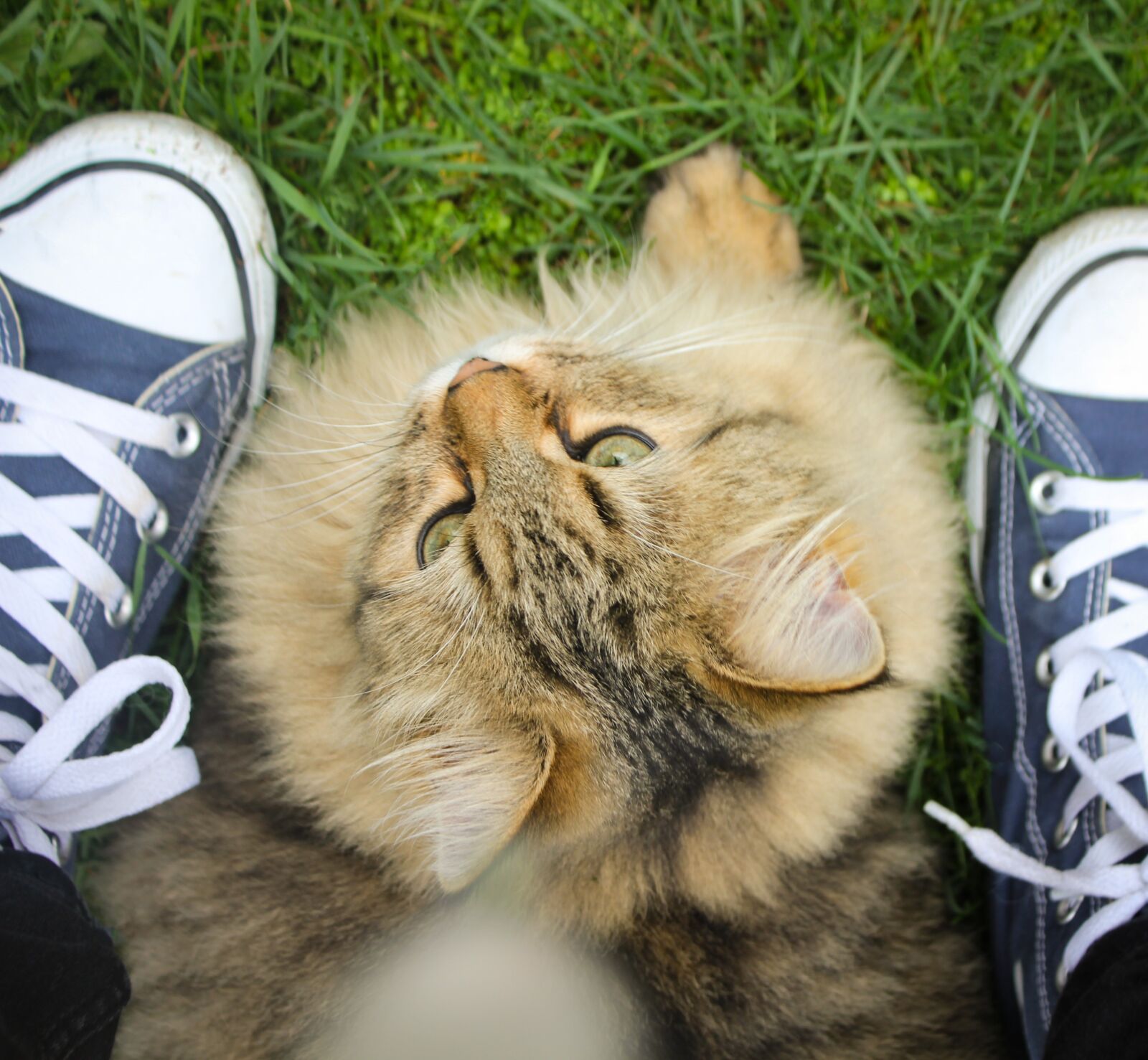 Canon EOS 550D (EOS Rebel T2i / EOS Kiss X4) sample photo. Cat, all stars, shoes photography