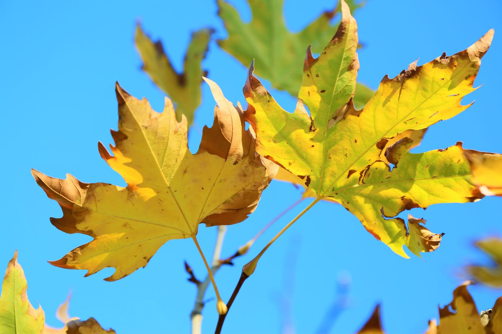 Canon EF 24-105mm F4L IS USM sample photo. Leaves, autumn, the leaves photography