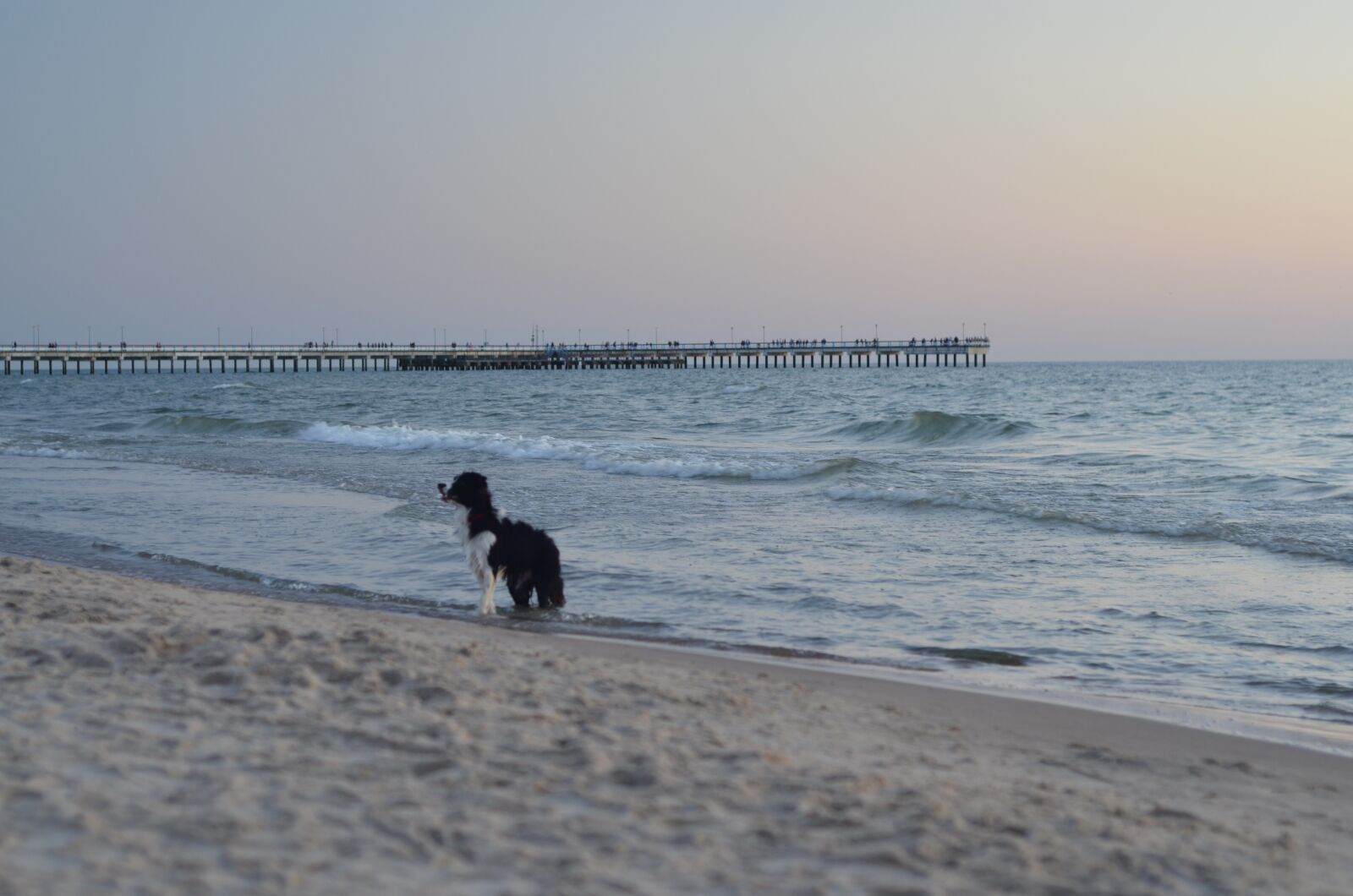 Nikon D7000 sample photo. Dog, beach, sea photography