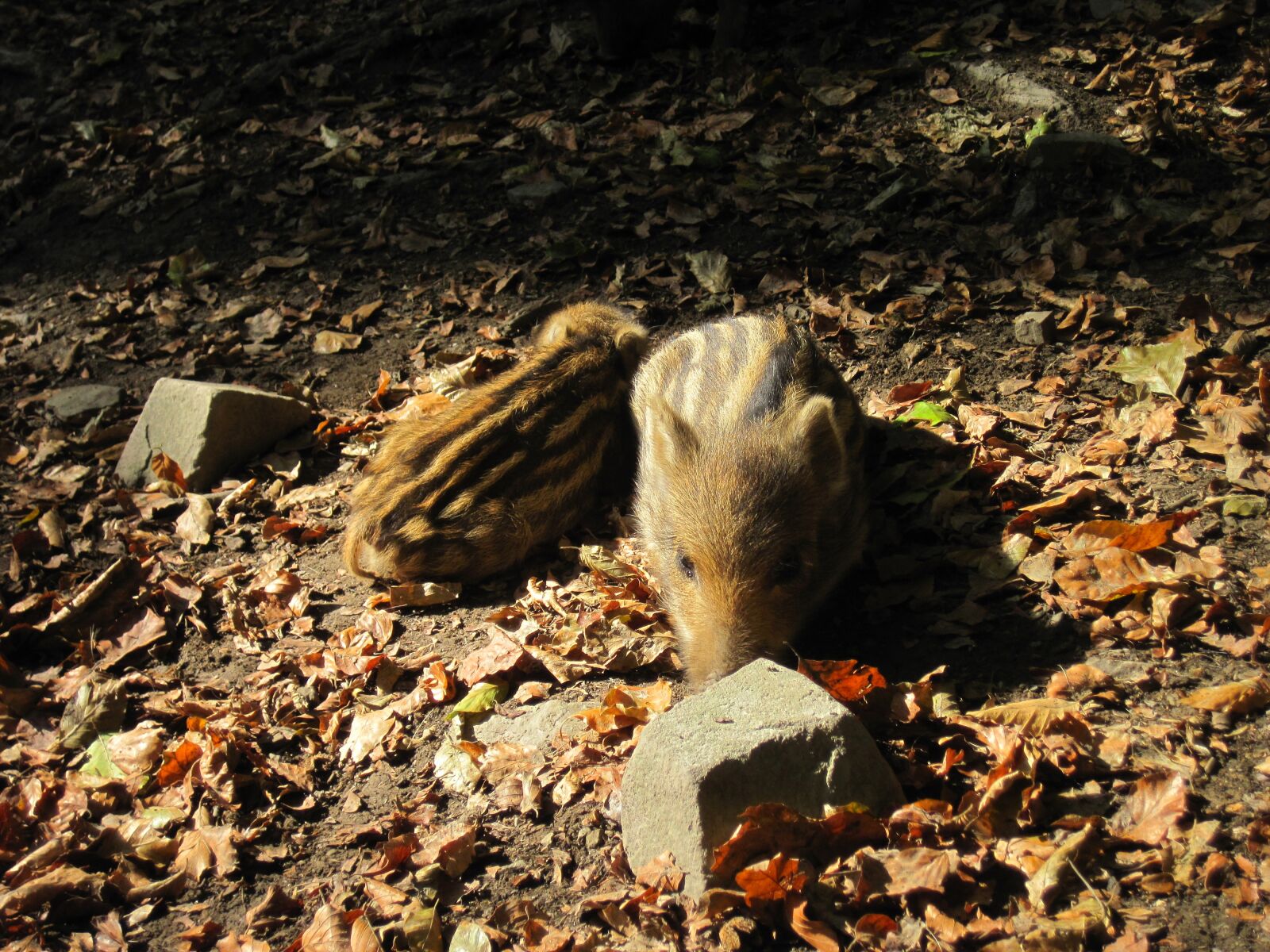 Canon PowerShot D10 sample photo. Little pig, wild boars photography