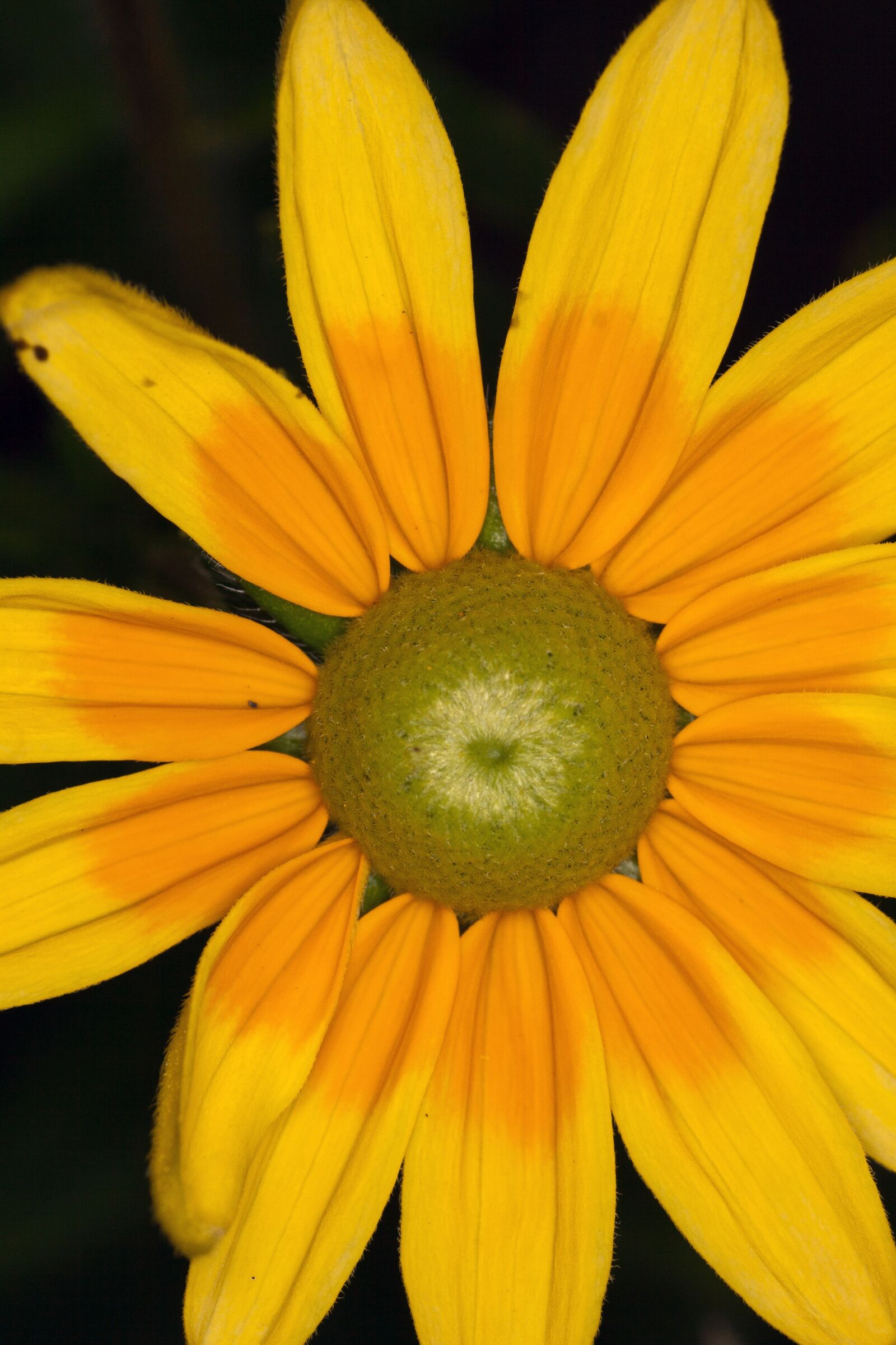 Canon EOS 400D (EOS Digital Rebel XTi / EOS Kiss Digital X) sample photo. Coneflower, yellow, flower photography