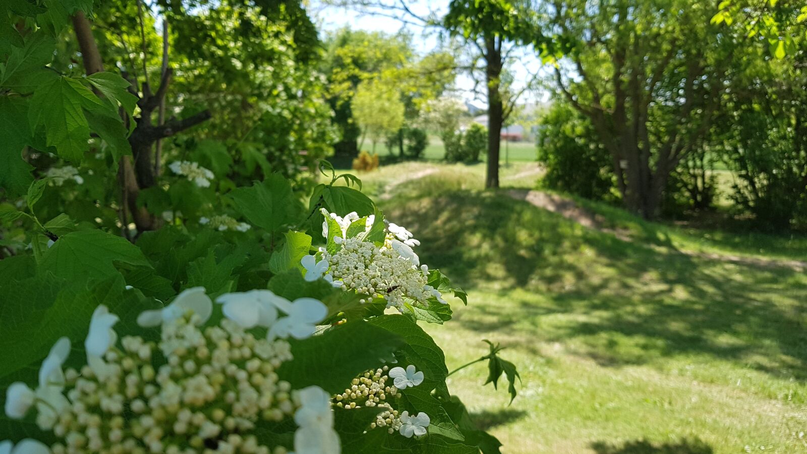 Samsung Galaxy S7 sample photo. Spring, flowers, playground photography