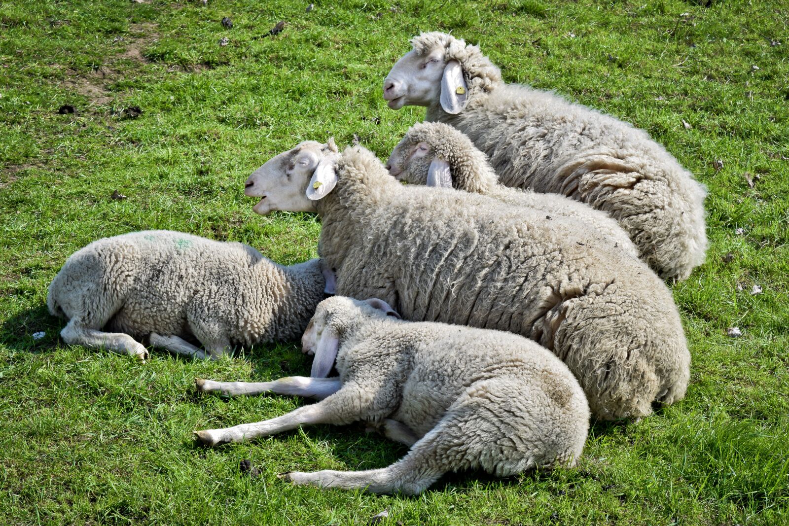 Nikon D3300 sample photo. Animal, sheep, lamb photography