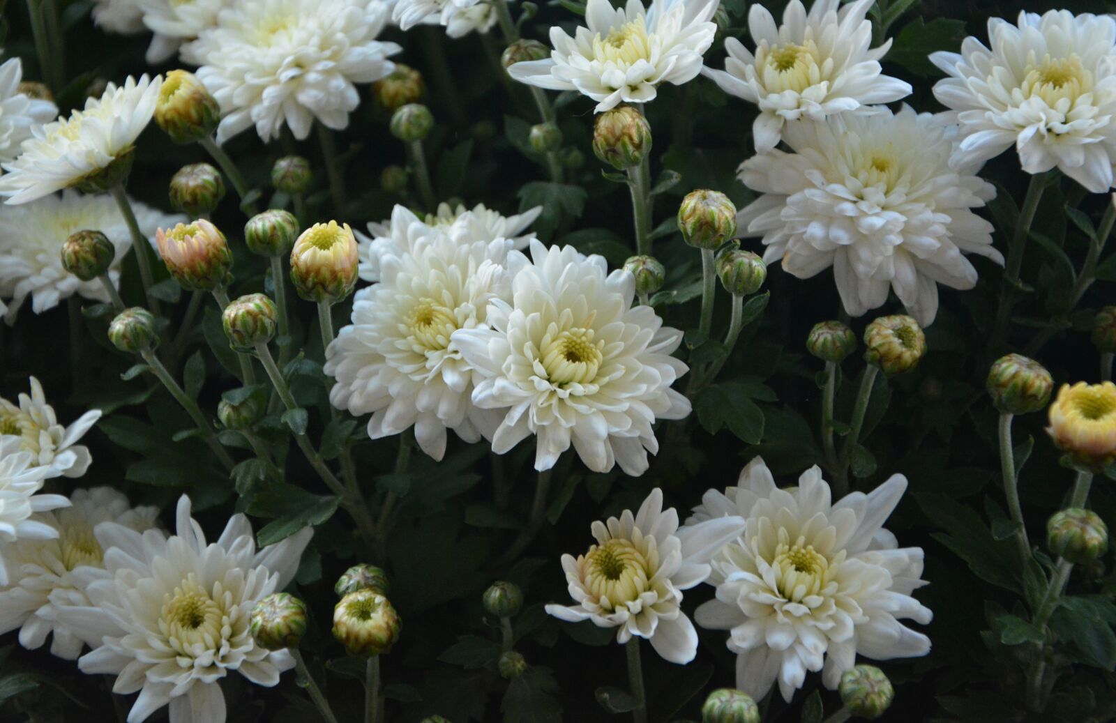 Nikon D5200 sample photo. Flowers, white flower, purity photography