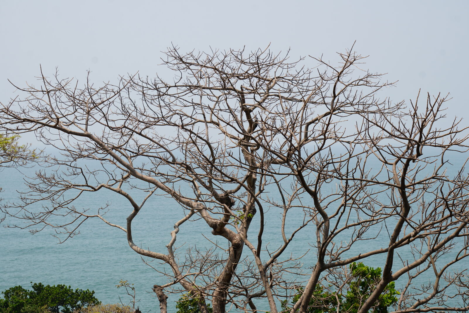 Sony E 55-210mm F4.5-6.3 OSS sample photo. Beautiful, coconut, trees, natue photography