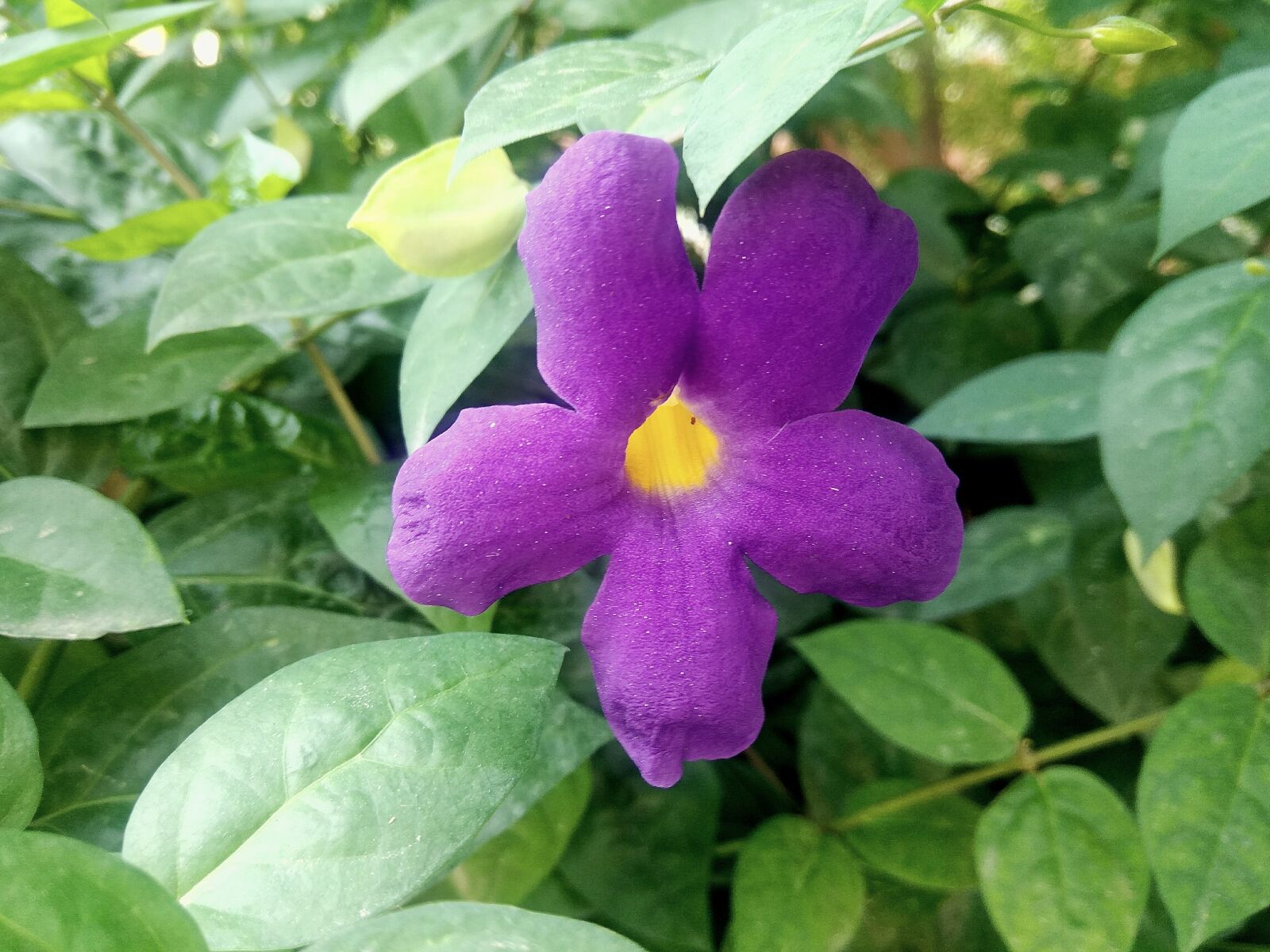 Xiaomi Redmi Note3 sample photo. Flower, purple, blossom photography