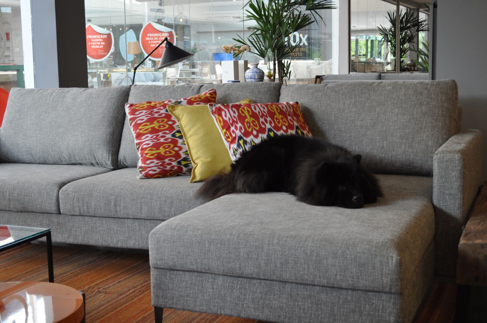 Nikon D5000 sample photo. Dog, pet, sofa photography