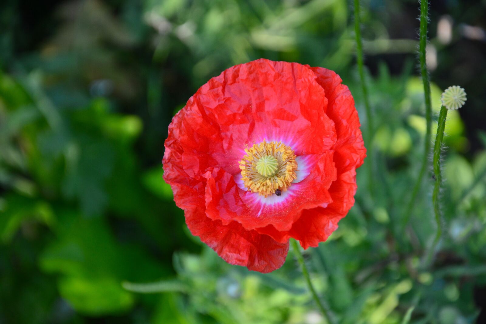 Nikon D5200 sample photo. Poppy, macro, flower photography