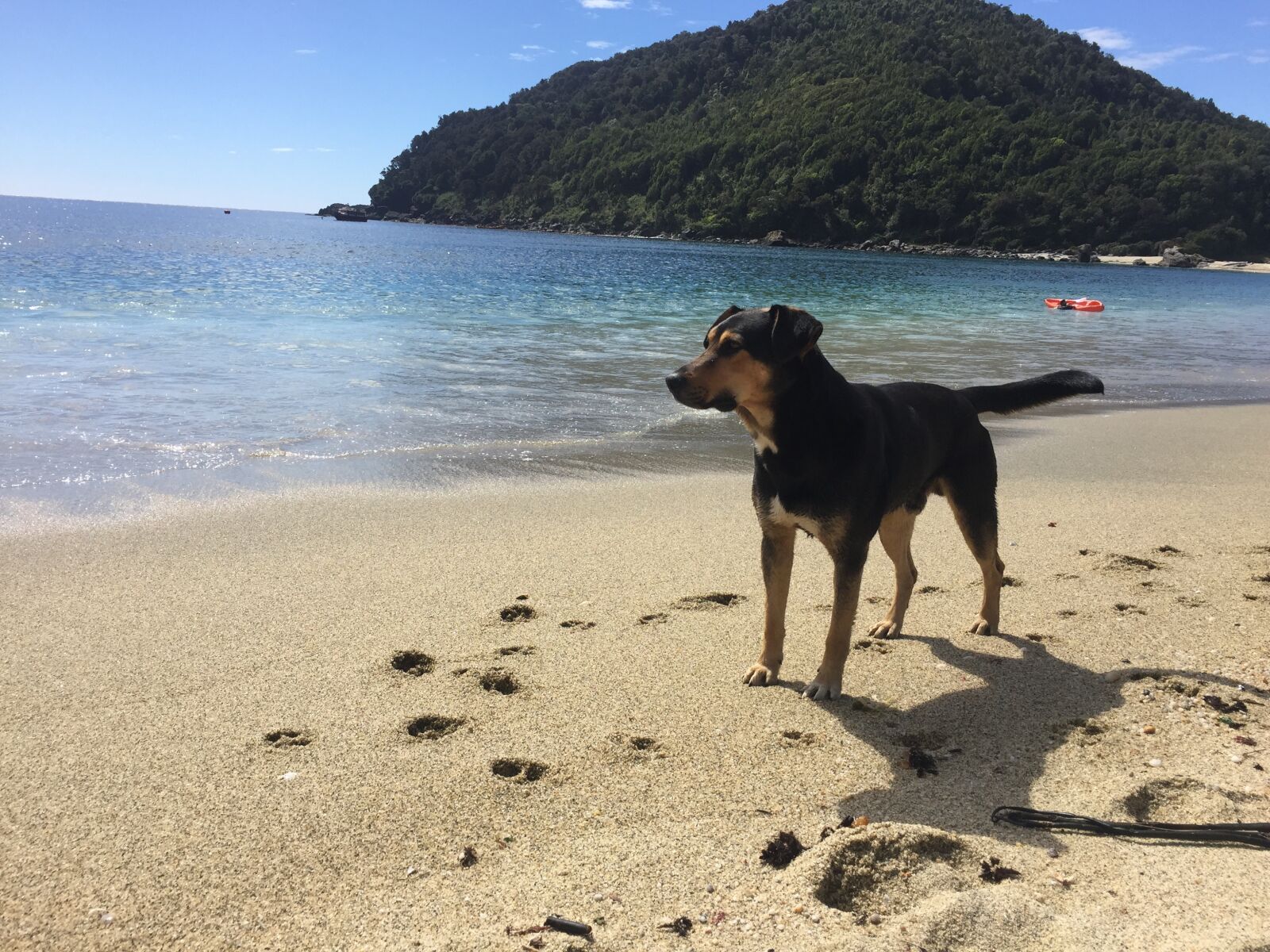 Apple iPhone 6 sample photo. Dog, cachupin, beach photography