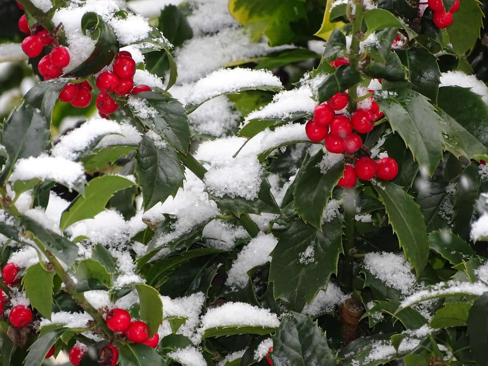 Sony Cyber-shot DSC-HX400V sample photo. Ilex, berry, tree photography