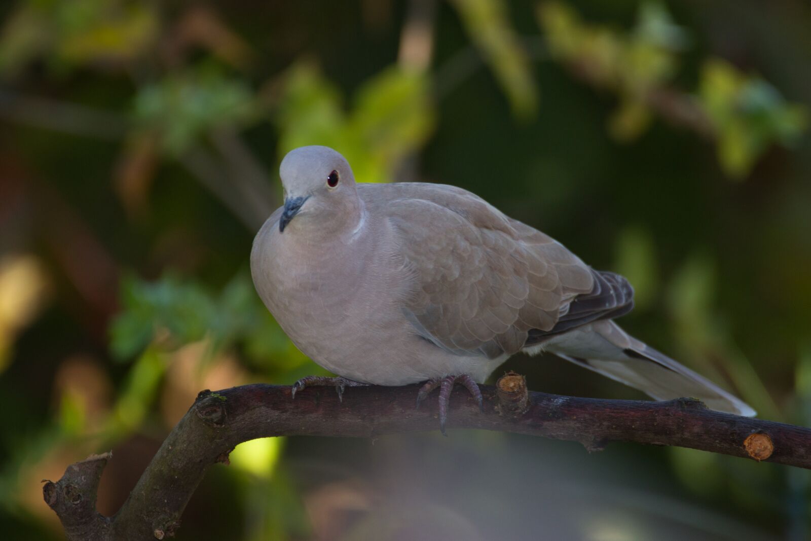 Canon EOS 70D sample photo. Balkan dove, bird, nature photography