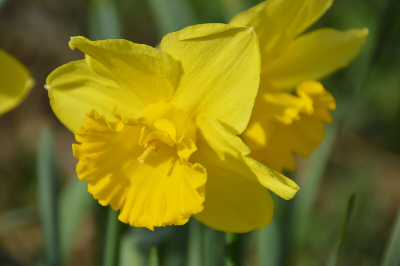 Nikon D3200 sample photo. Daffodil, flower, petal photography
