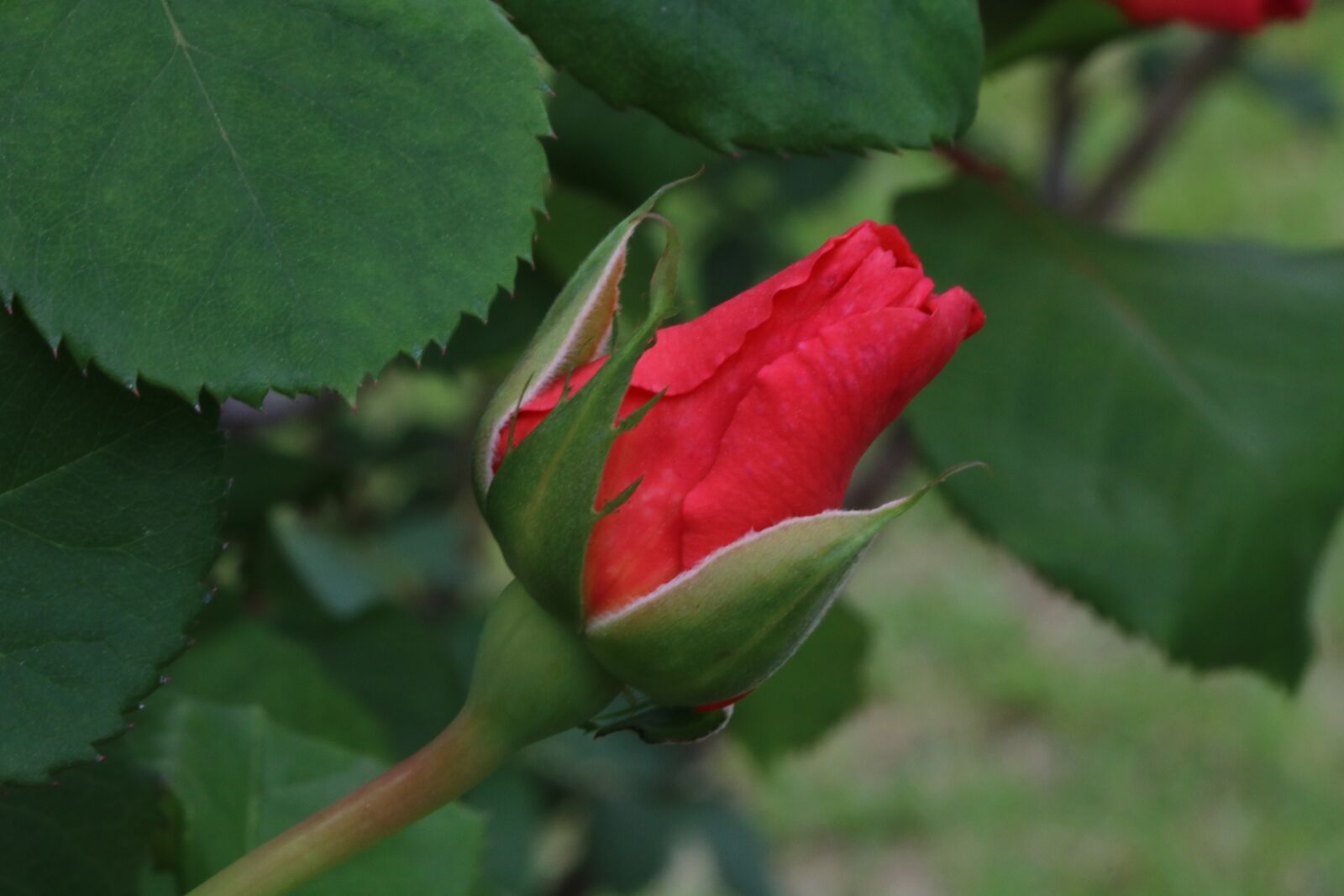 Canon EOS 750D (EOS Rebel T6i / EOS Kiss X8i) sample photo. Rose, plants, flowers photography