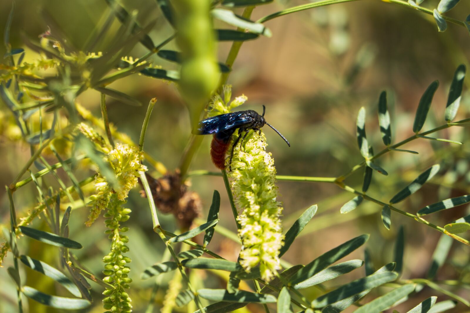 Panasonic Lumix DMC-FZ1000 sample photo. Insect, wasp, furry photography