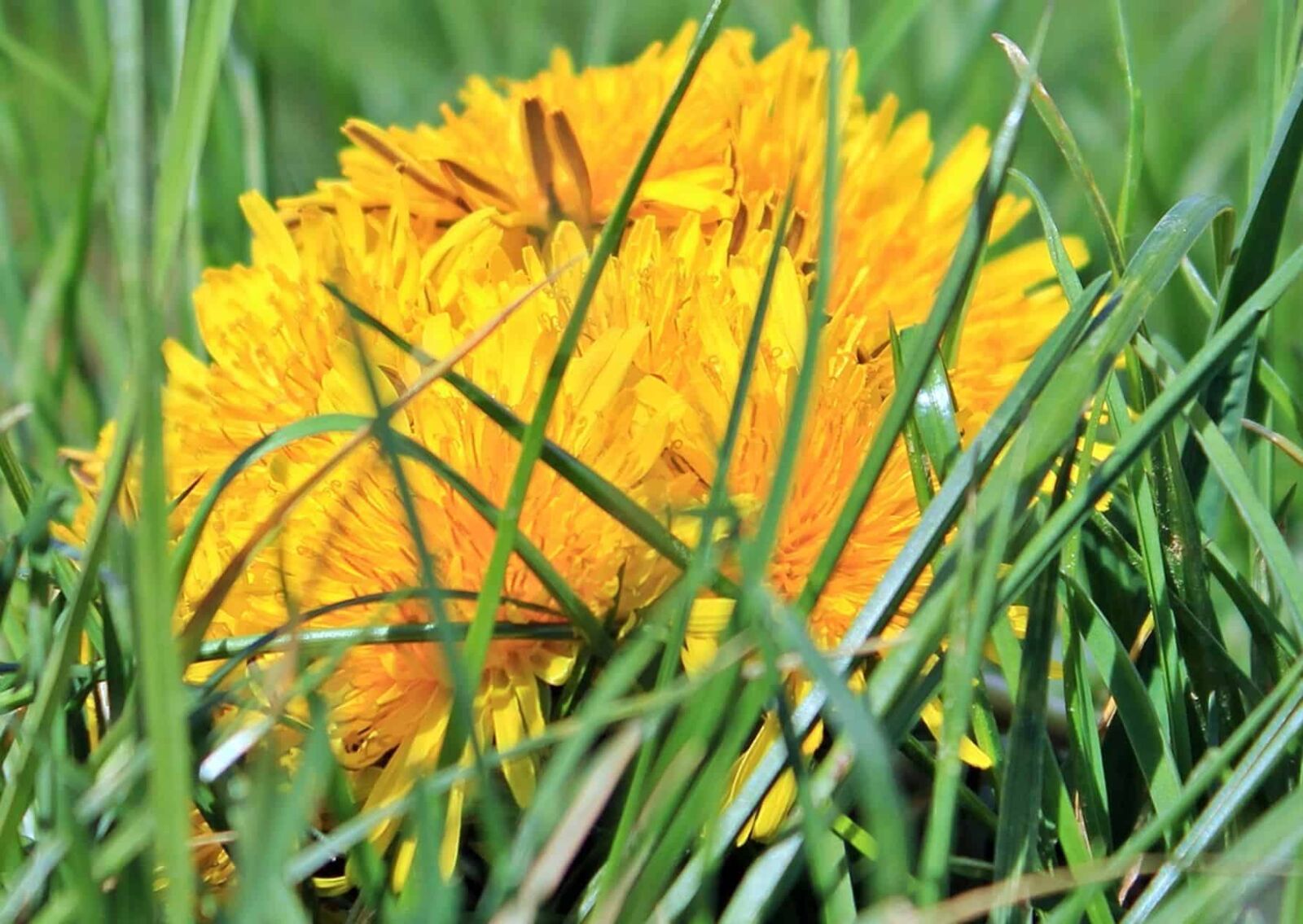 Canon EOS 550D (EOS Rebel T2i / EOS Kiss X4) sample photo. Herb, dandelion, plant, flower photography