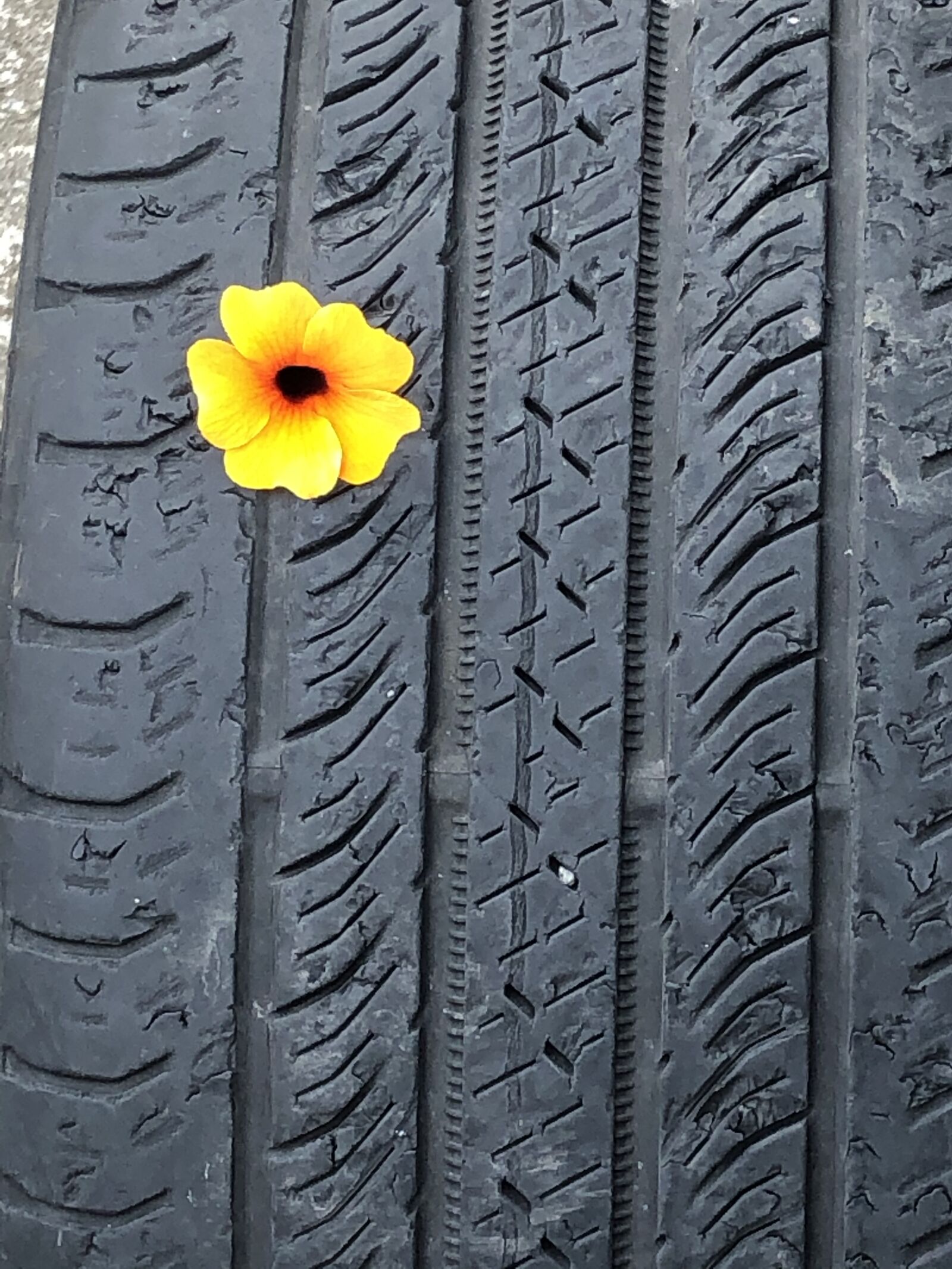 Apple iPhone 8 + iPhone 8 back camera 3.99mm f/1.8 sample photo. Tire, flower, outdoors photography