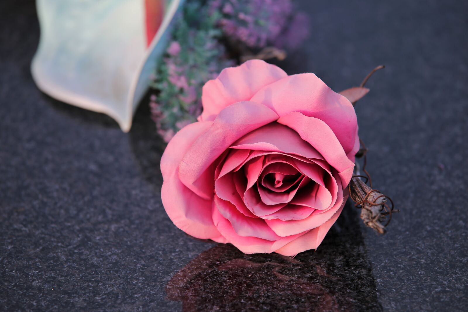 Tamron 70-210mm F4 Di VC USD sample photo. Pink rose, rose, grave photography