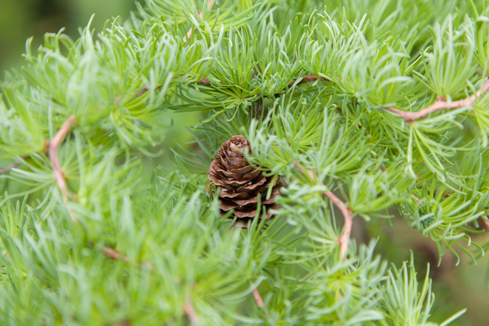 Canon EOS 6D + Canon EF 24-105mm F4L IS USM sample photo. Tree, larch, green photography