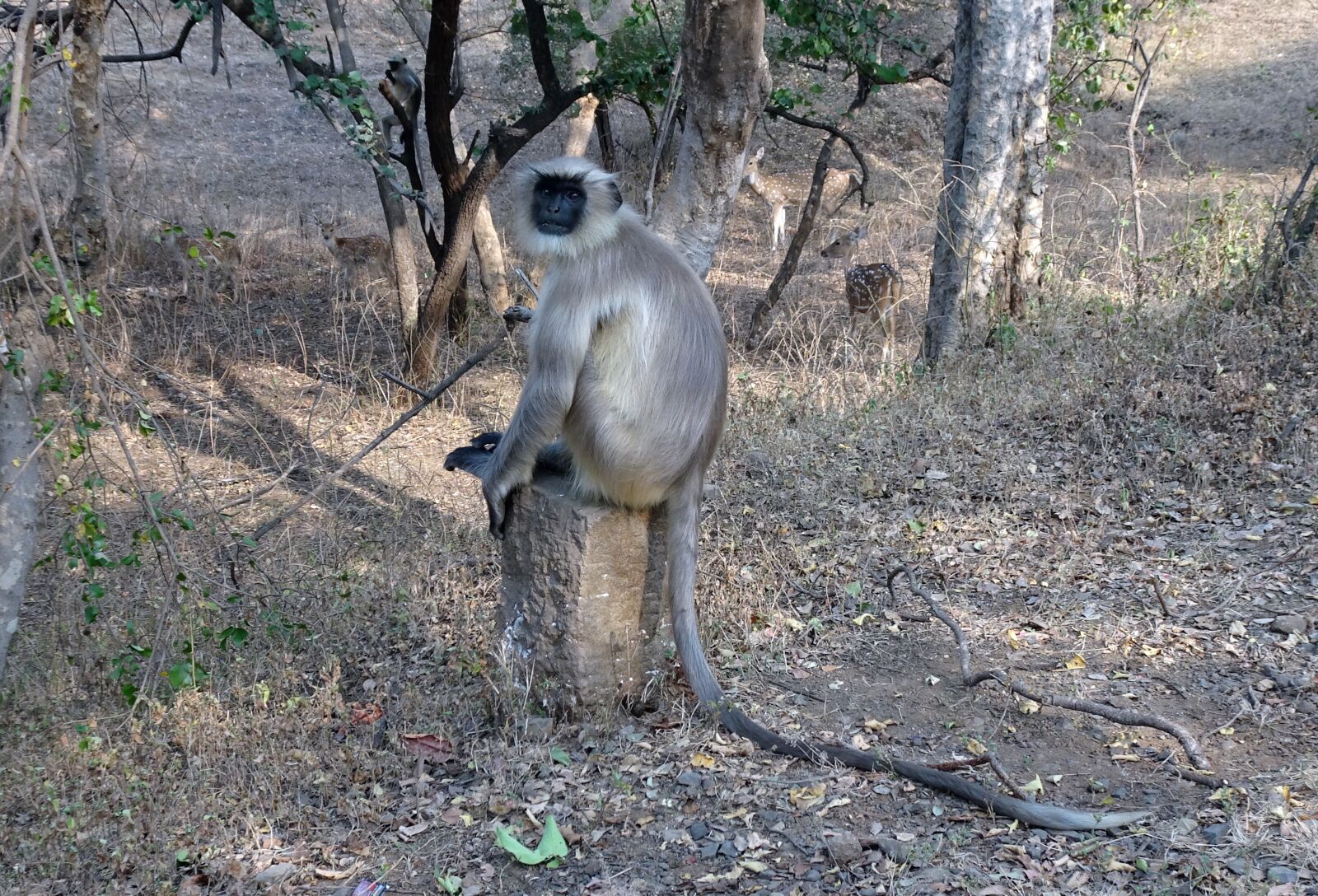 Sony Cyber-shot DSC-HX90V sample photo. Monkey, langur, animal photography