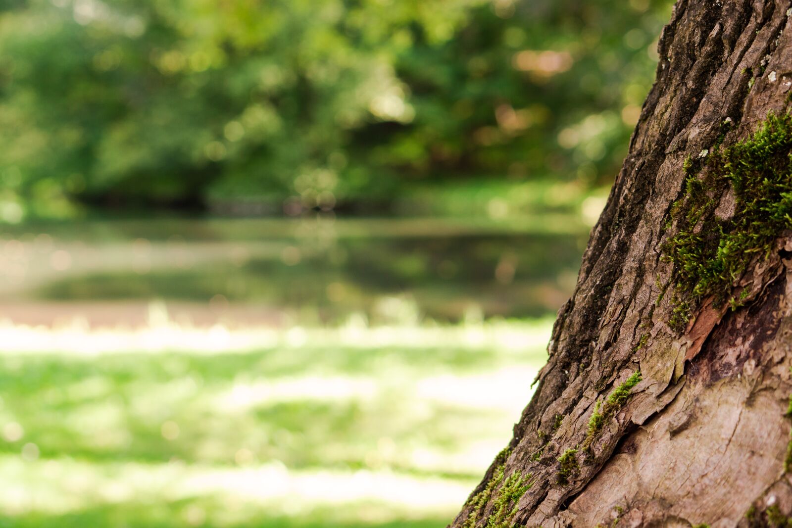 Sony a6000 sample photo. Tree, bark, nature photography