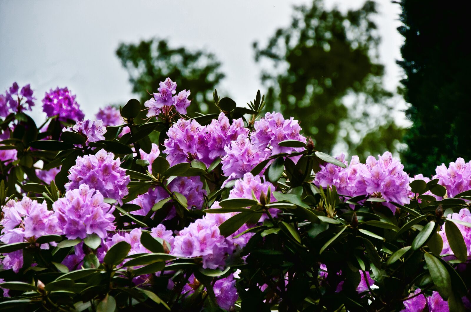 Nikon D5000 sample photo. Flower, plant, garden photography