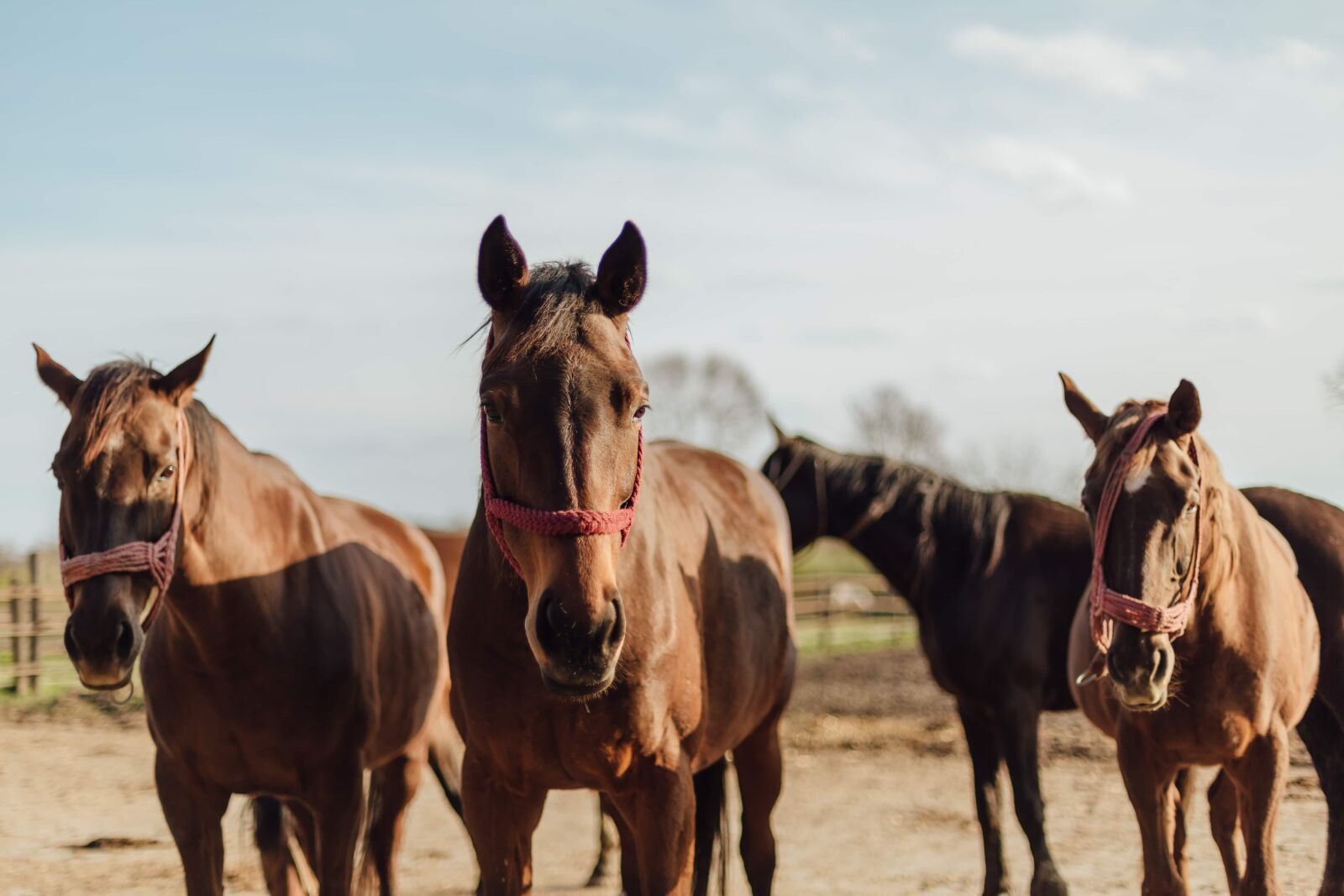 Canon EOS 5D Mark III sample photo. Brown, horses, three, horse photography
