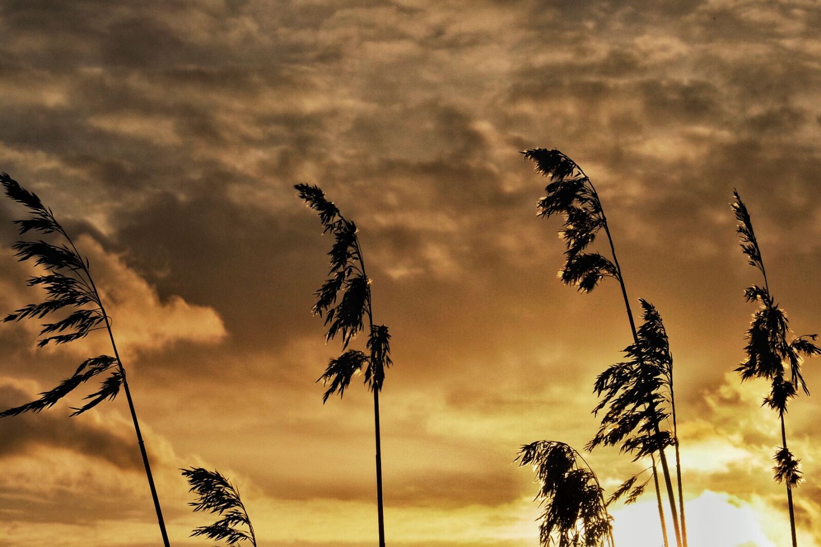 Fujifilm X30 sample photo. Clouds, nature, reed, sky photography