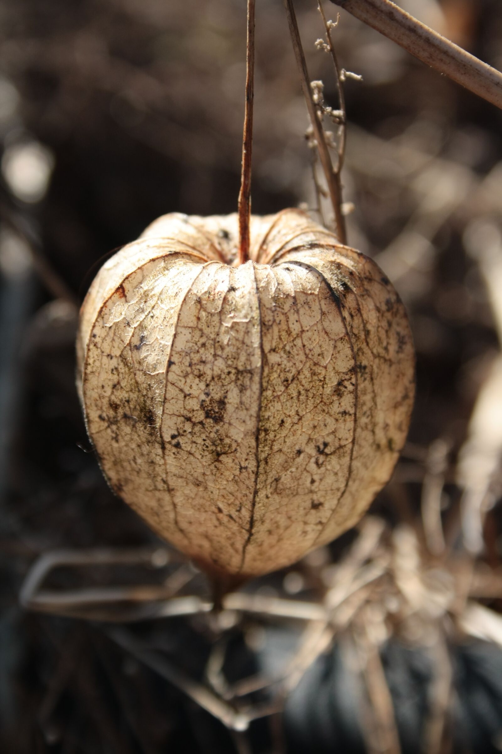 Canon EOS 1000D (EOS Digital Rebel XS / EOS Kiss F) sample photo. Physalis, dry, fall photography