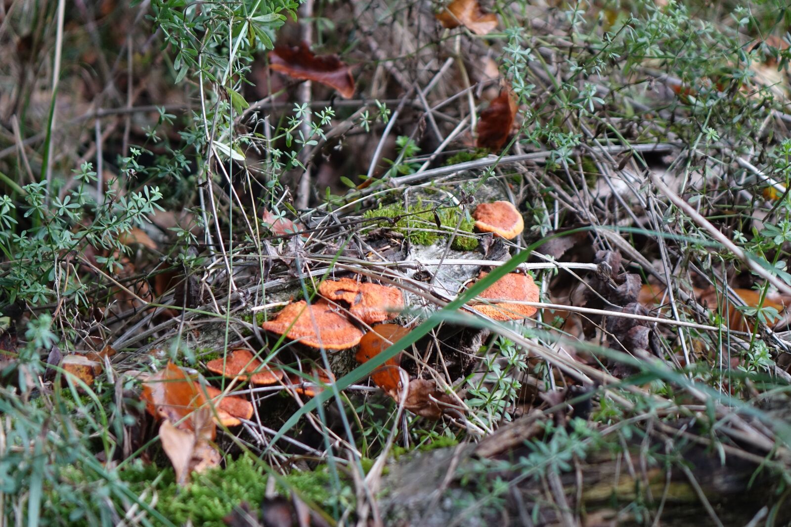 Sony Cyber-shot DSC-RX10 sample photo. Mushrooms, grass, autumn photography