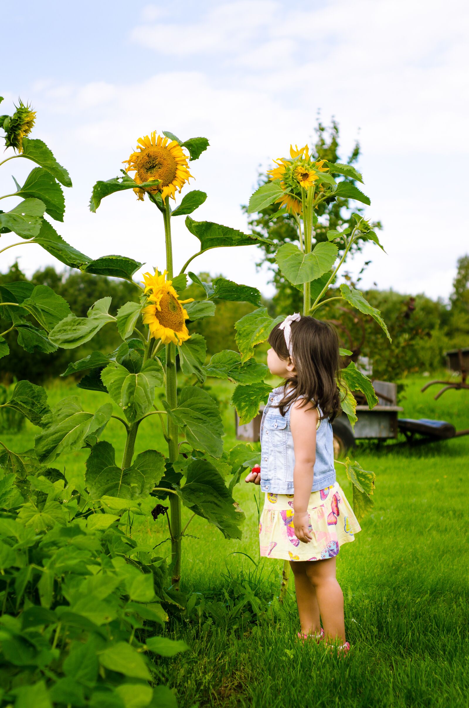 Nikon D7000 sample photo. Sunflower, countryside, yellow photography