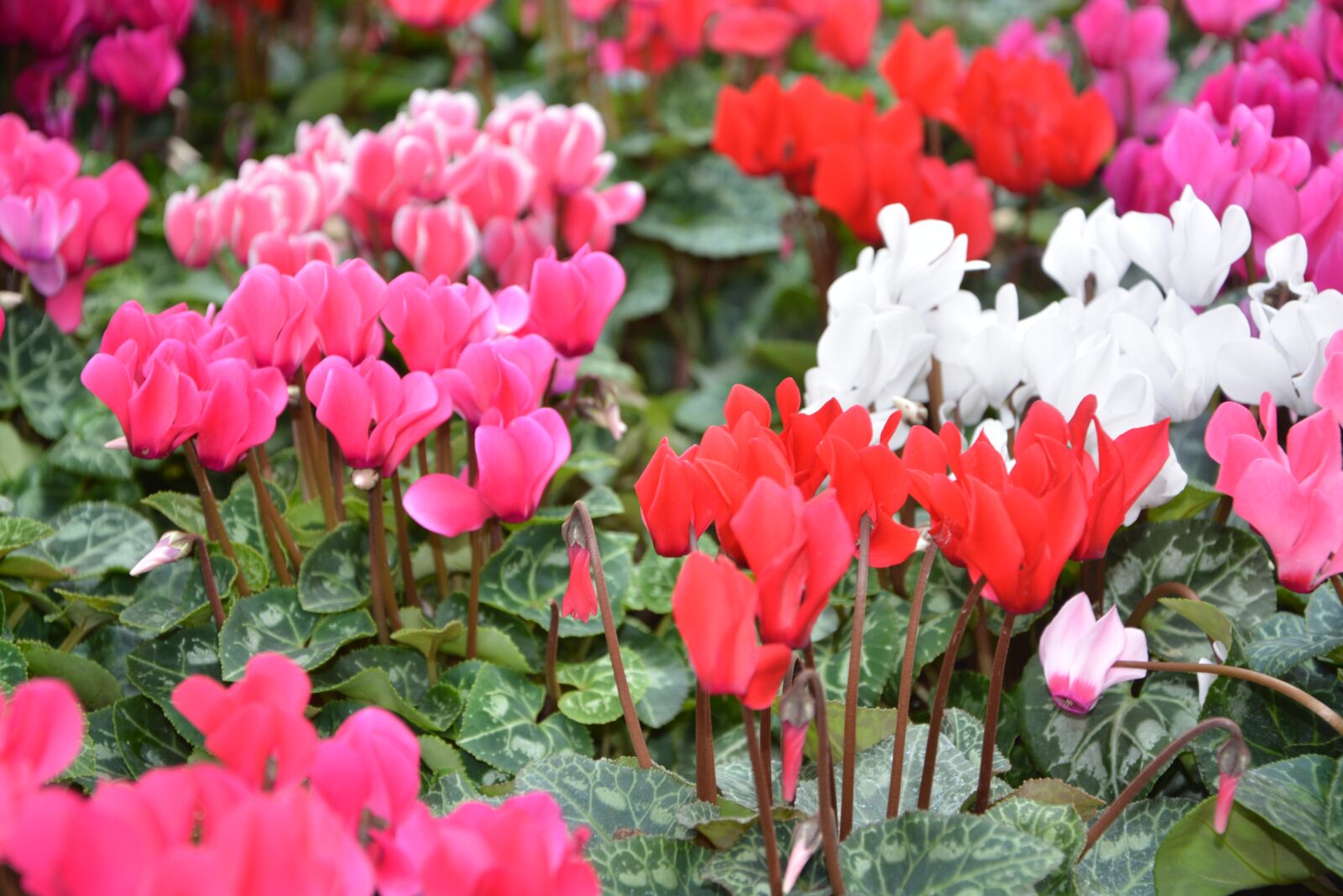 Nikon D5200 sample photo. Flower, plants cyclamen, colors photography