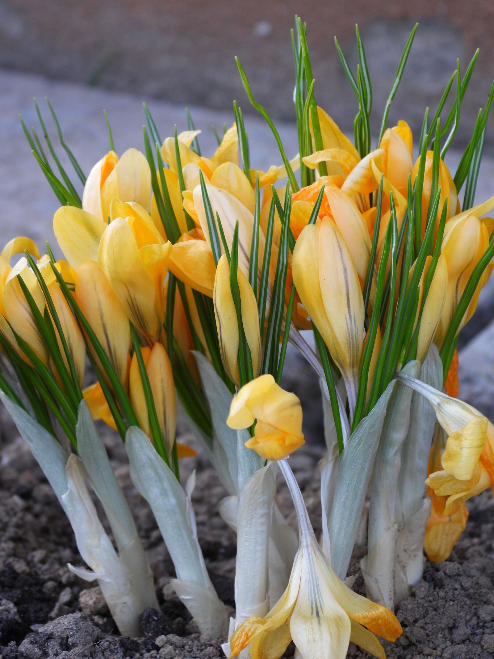 Nikon Coolpix P1000 sample photo. Krokus, crocus, flowers photography