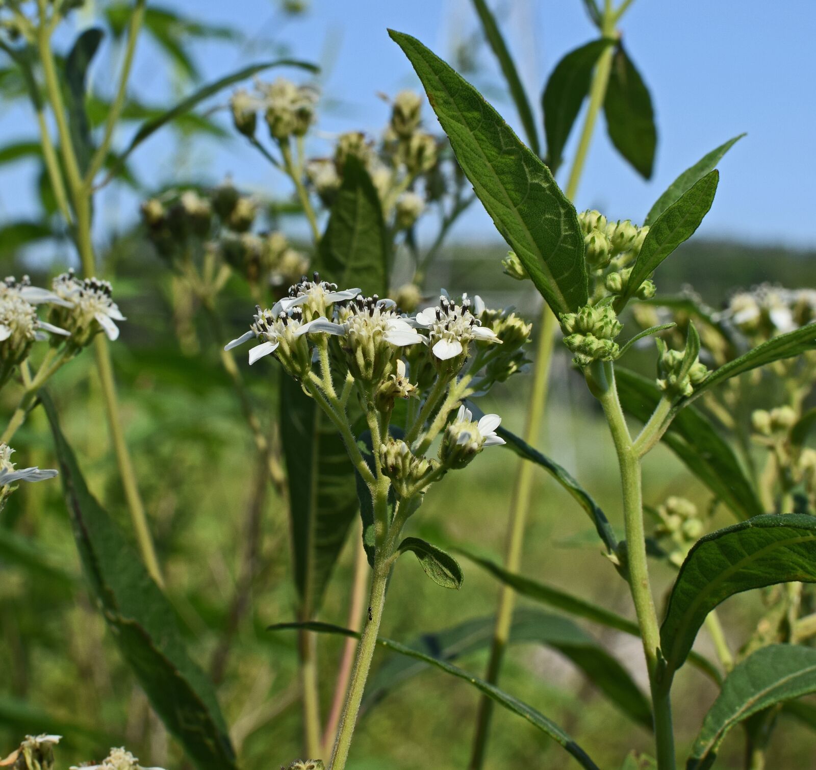 Nikon D3300 sample photo. Tall boneset, flower, wildflower photography