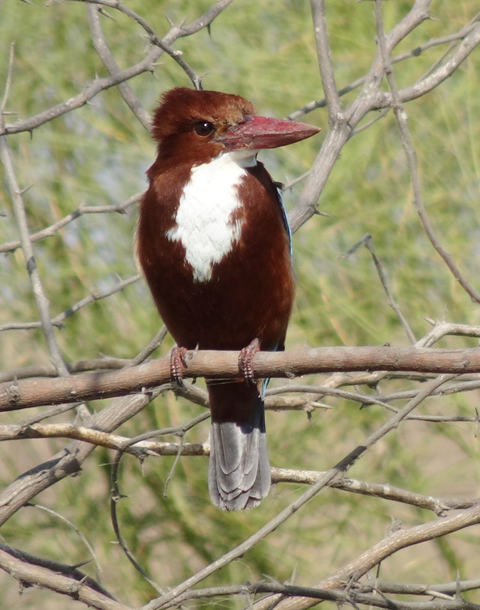 Sony Cyber-shot DSC-HX90V sample photo. Bird, kingfisher, white-throated kingfisher photography
