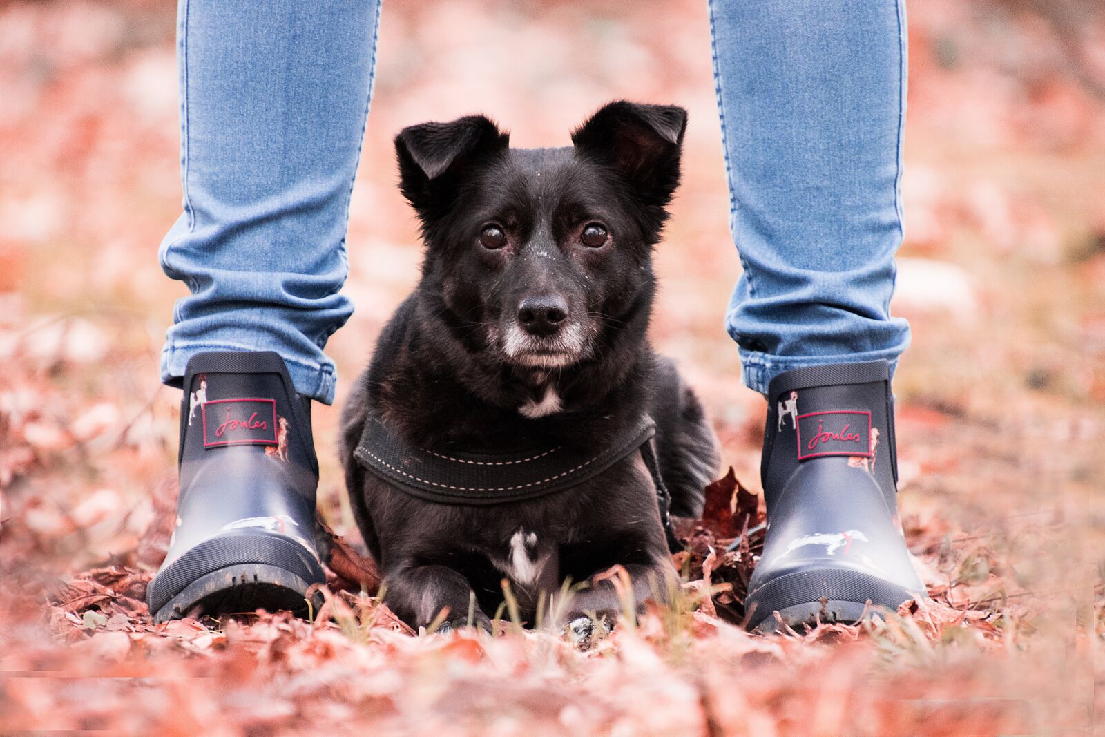 Nikon D3300 sample photo. Autumn, dog, animal photography