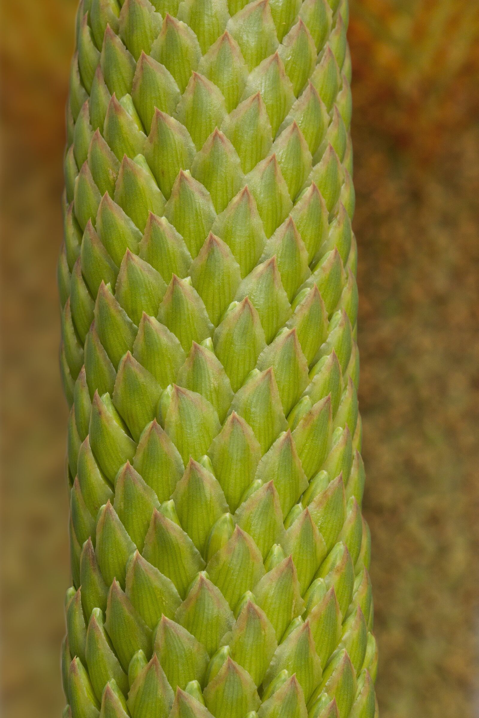 Canon EOS 50D sample photo. Plant, tender, fine photography