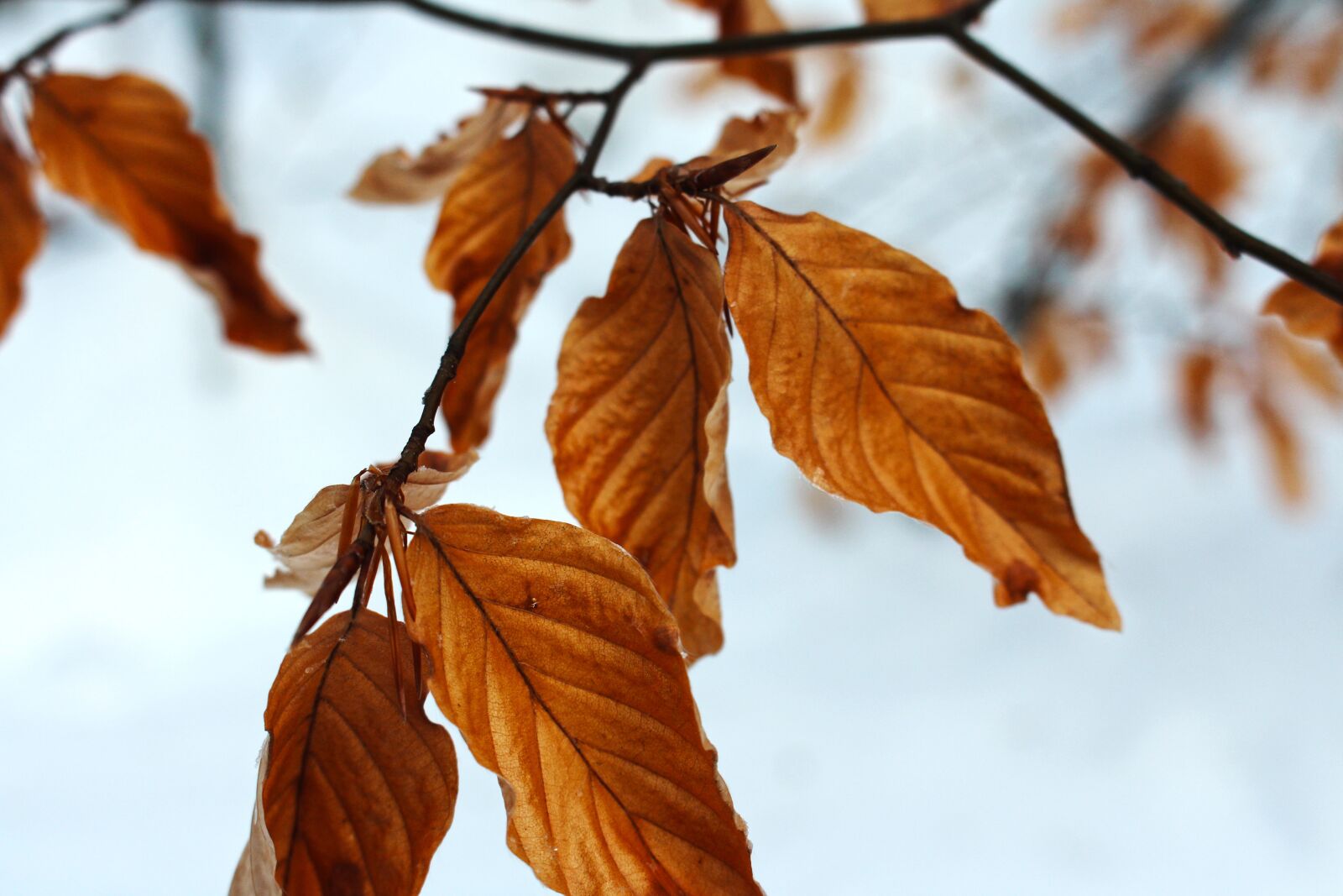 Canon EOS 700D (EOS Rebel T5i / EOS Kiss X7i) sample photo. Leaf, red, branch photography