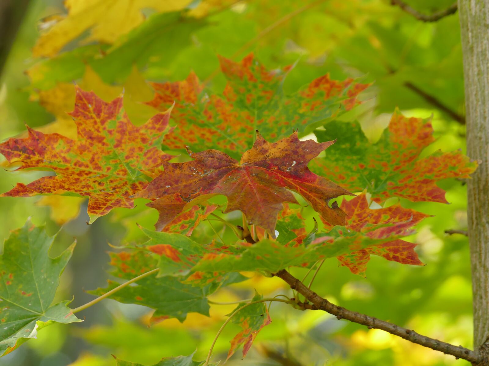 Panasonic Lumix DMC-FZ1000 sample photo. Autumn, leaves, colorful photography