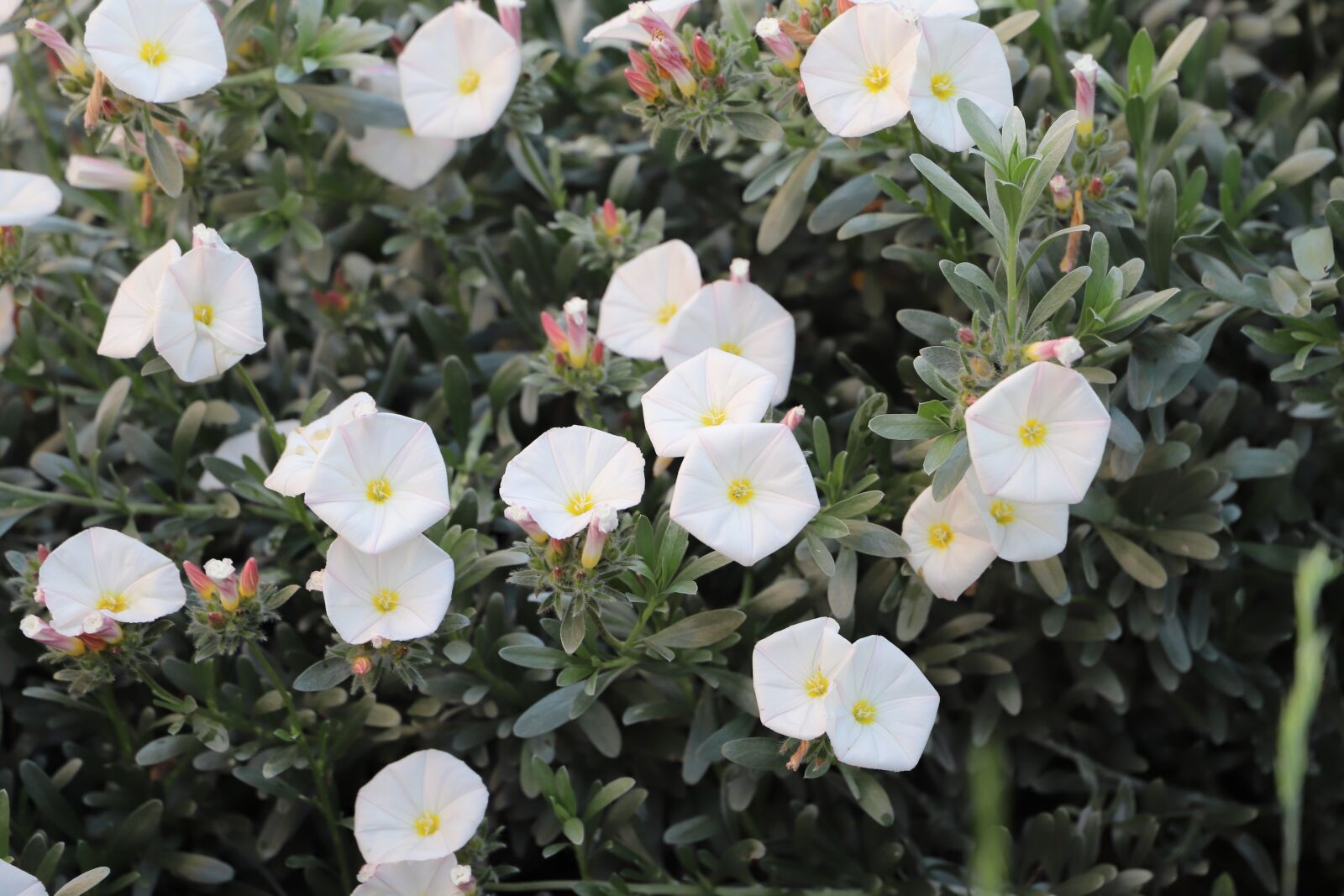 Canon EOS 6D Mark II sample photo. Flower, nature, plant photography