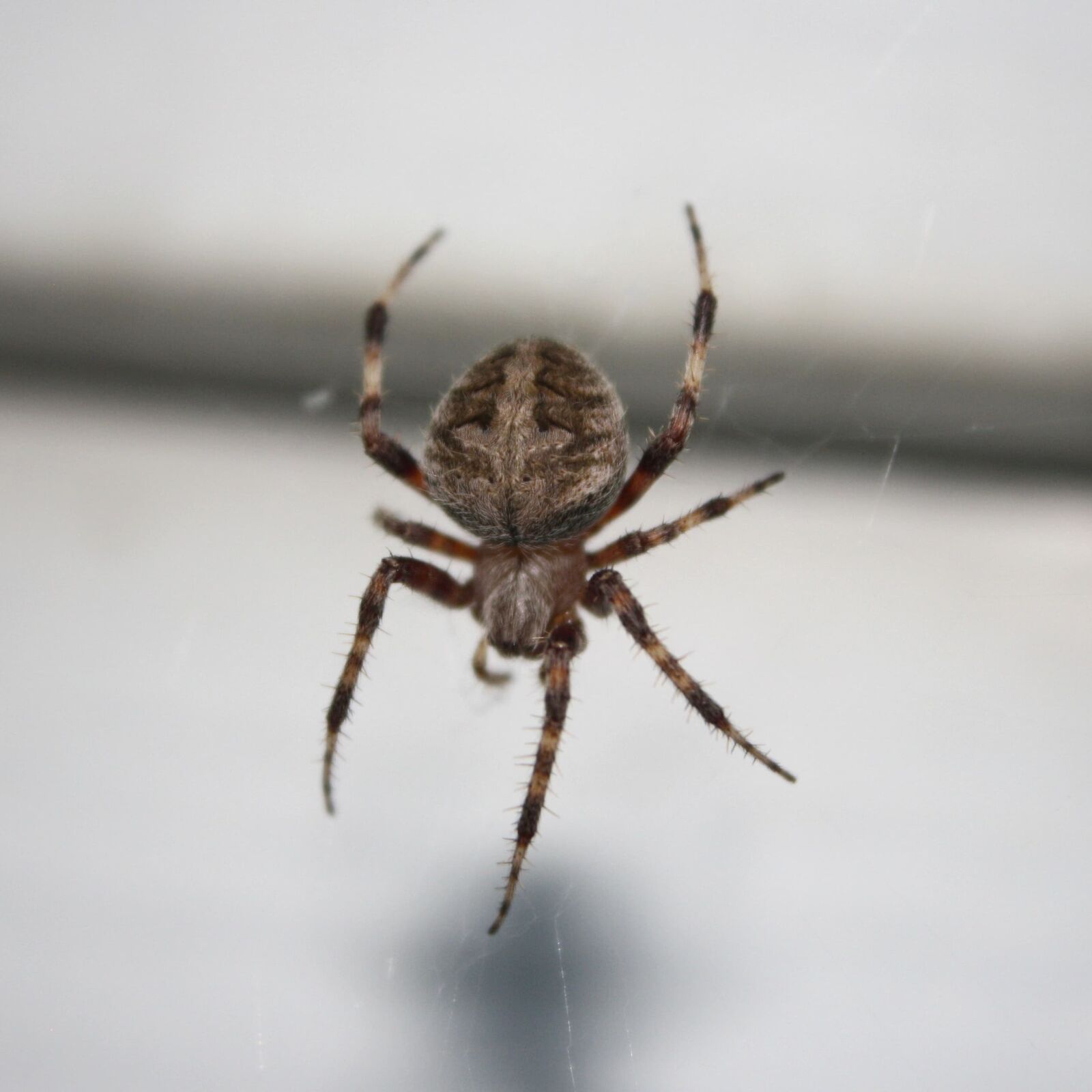 f/3.5-5.6 IS sample photo. Insect, spiderweb, tarantula, hairy photography