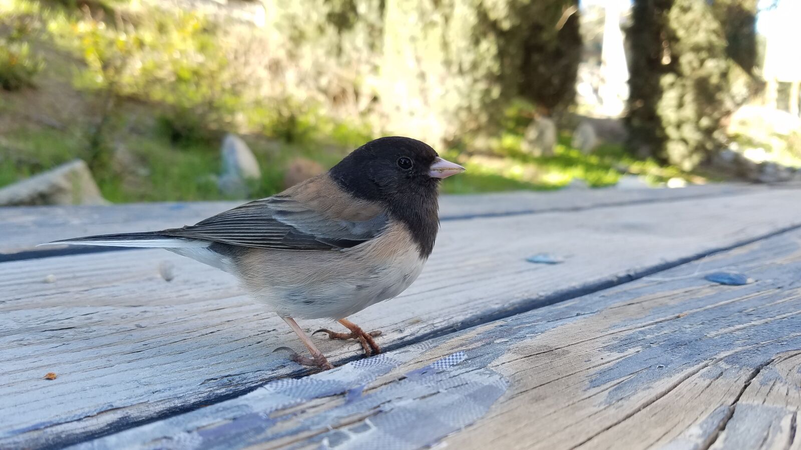 Samsung Galaxy S7 sample photo. Dark-eyed junco, bird, junco photography