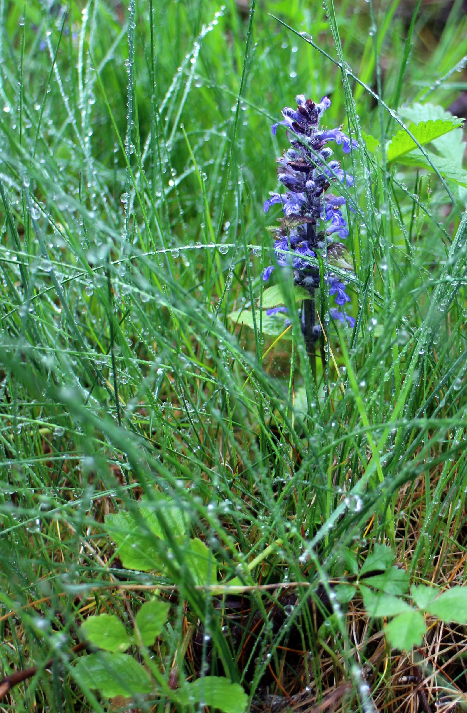 Canon EOS M sample photo. Blossom, bloom, purple photography