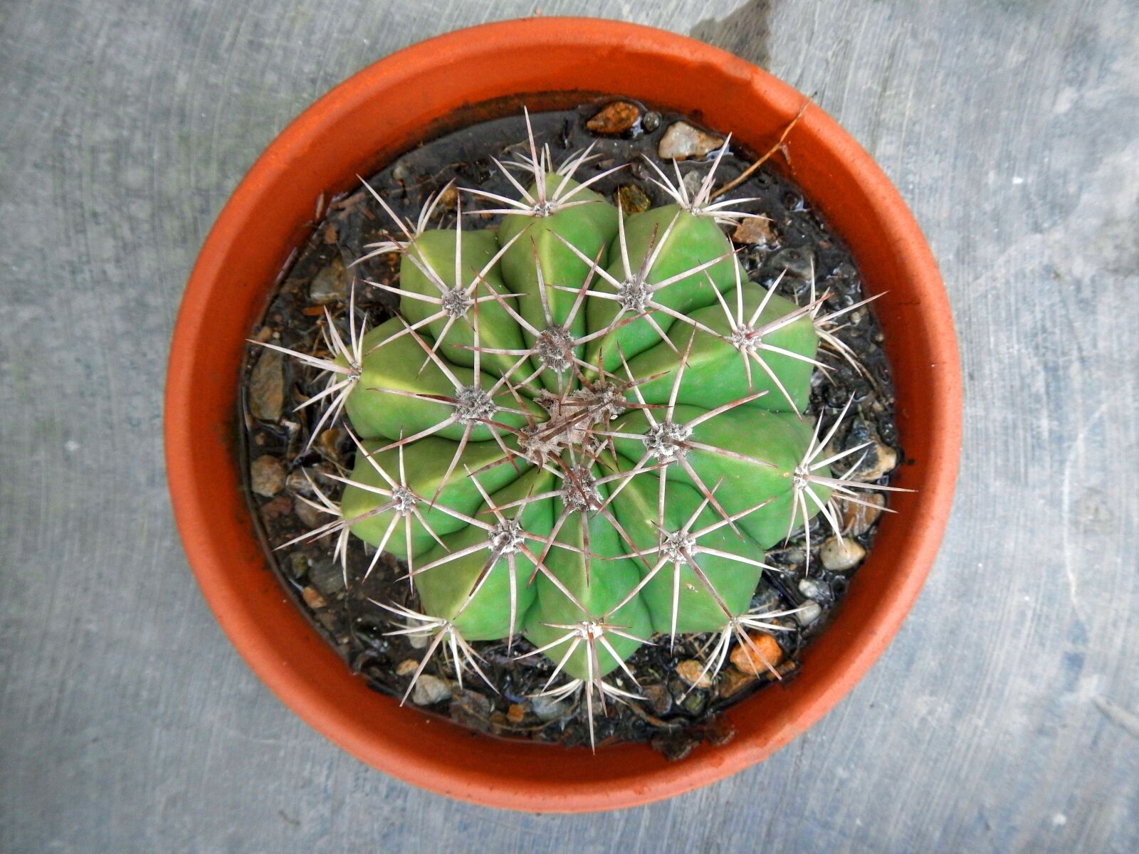 Nikon Coolpix AW110 sample photo. Cactus, plant, desert photography