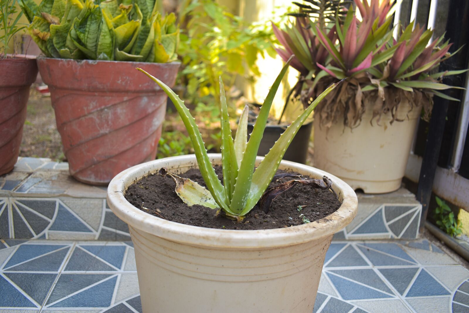 Nikon D5600 sample photo. Allover, home garden, nature photography