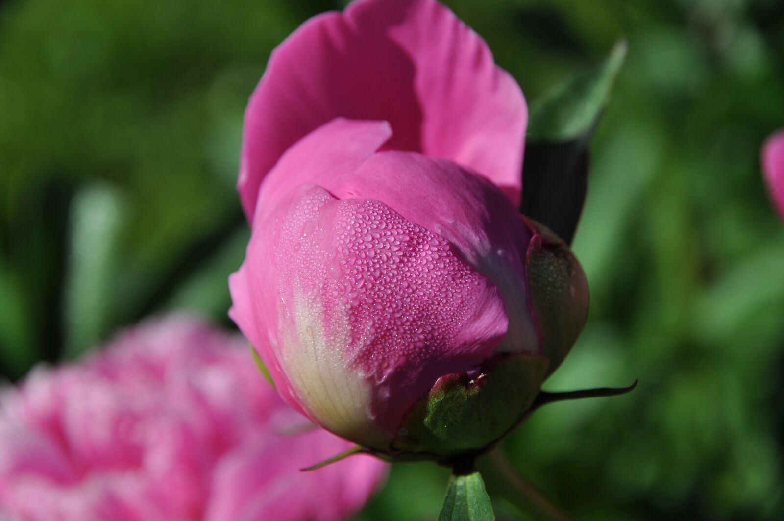 Nikon D90 sample photo. Pink, morning, blossom photography