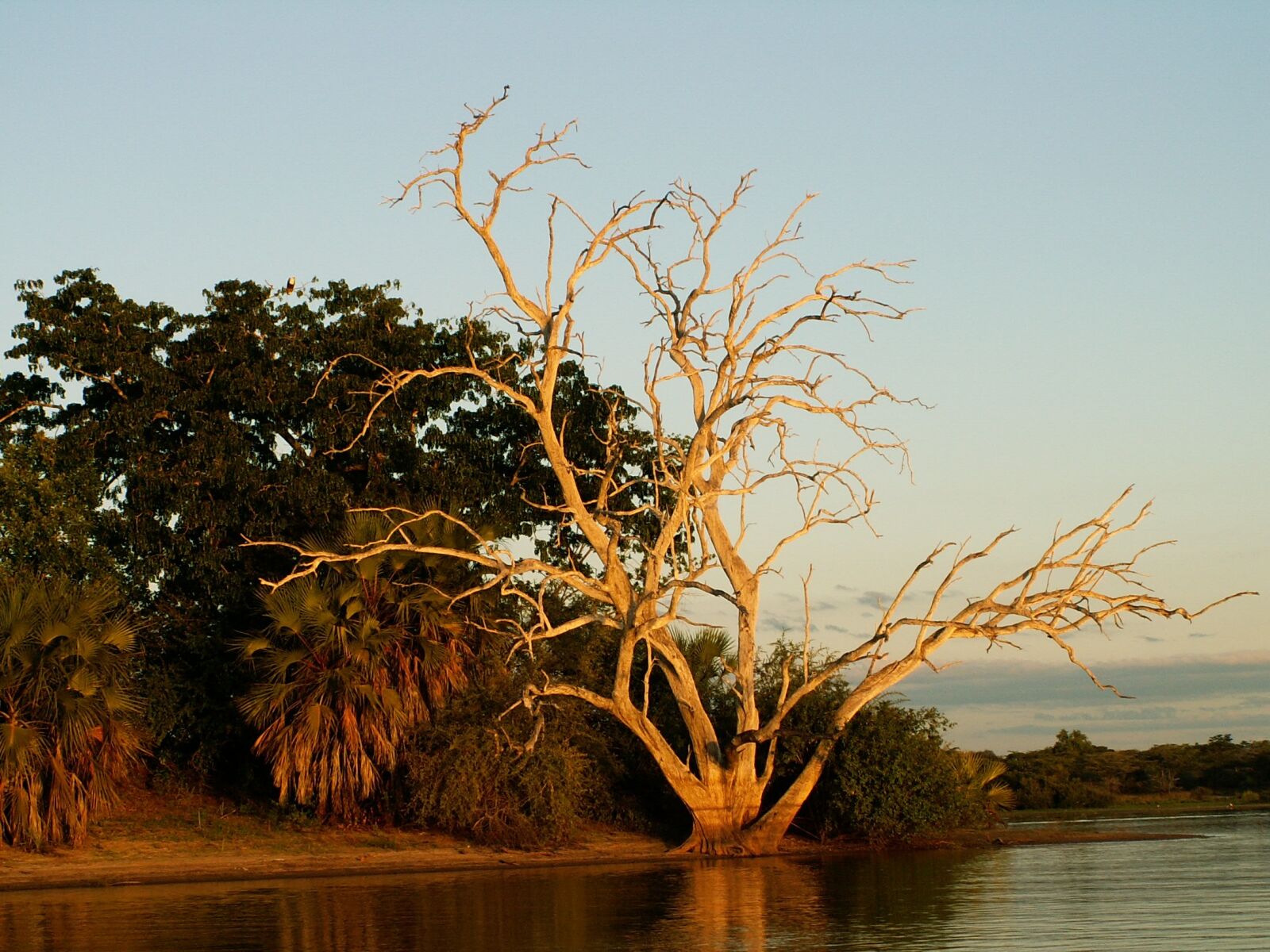 KONICA MINOLTA DiMAGE Z3 sample photo. Africa, tree, sunset photography